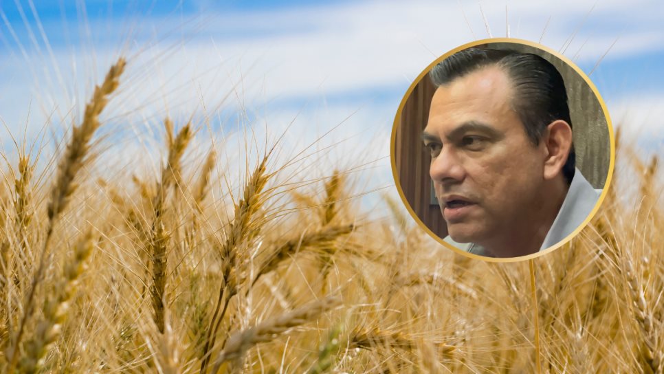 Desabasto de trigo en Sinaloa y Sonora pone en alerta a la industria molinera en México Desabasto de trigo en Sinaloa y Sonora pone en alerta a la industria molinera en México