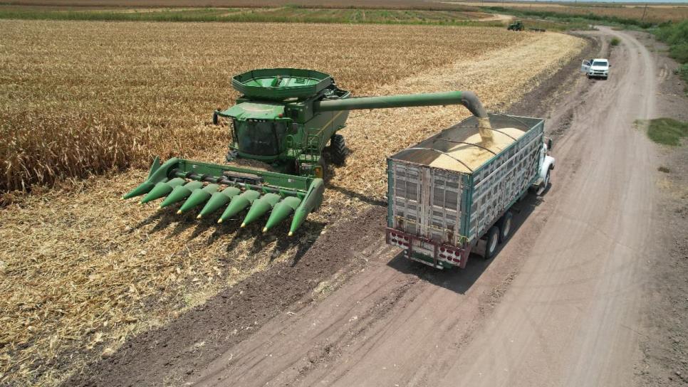 Productores de Sinaloa advierten: "Sin apoyos, el maíz dejará de sembrarse" Productores de Sinaloa advierten: "Sin apoyos, el maíz dejará de sembrarse"