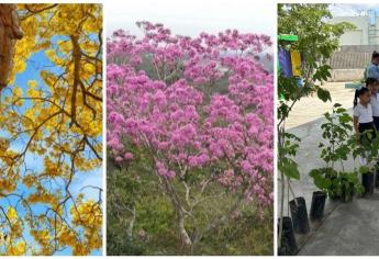 Estos árboles nativos de Mazatlán aguantan el calor y la extrema humedad