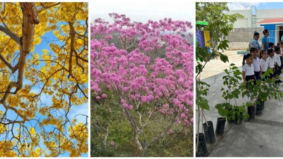Estos árboles nativos de Mazatlán aguantan el calor y la extrema humedad Estos árboles nativos de Mazatlán aguantan el calor y la extrema humedad