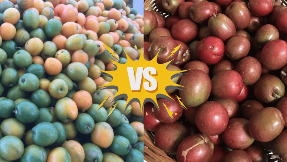 ¿Ciruela roja o amarilla? Conoce sus diferencias y beneficios ¿Ciruela roja o amarilla? Conoce sus diferencias y beneficios