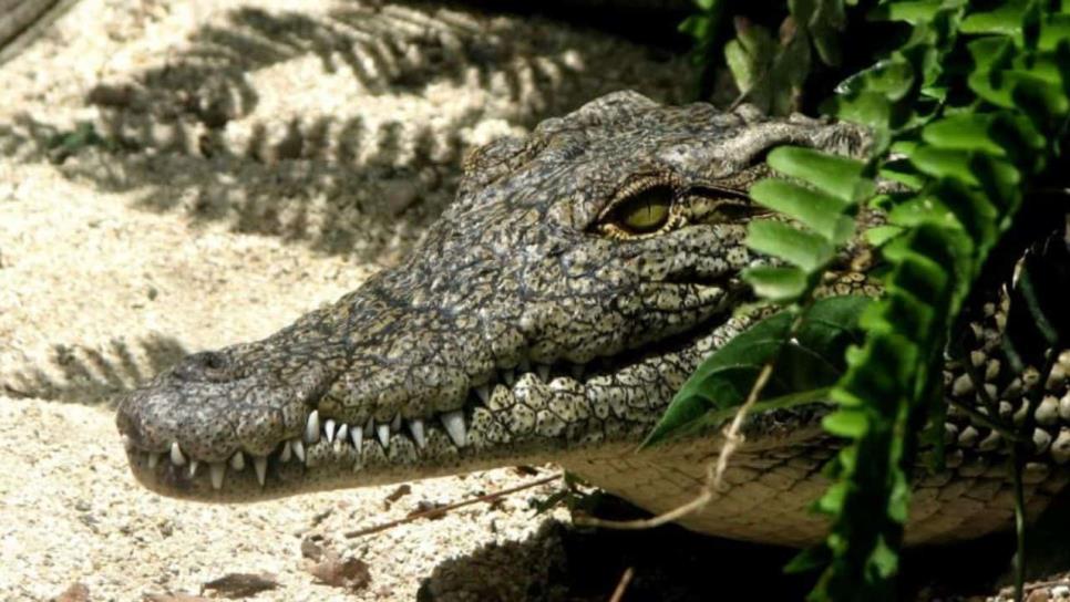 Cocodrilo ataca a un niño de 10 años en Nayarit; el menor estaba a acompañado por sus padres Cocodrilo ataca a un niño de 10 años en Nayarit; el menor estaba a acompañado por sus padres