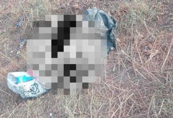 Asesinan, encintan y embolsan varios perritos en El Carrizo, Ahome