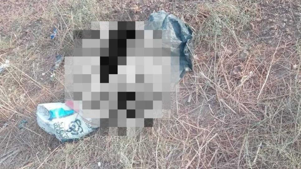 Asesinan, encintan y embolsan varios perritos en El Carrizo, Ahome Asesinan, encintan y embolsan varios perritos en El Carrizo, Ahome