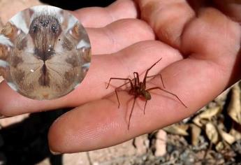 ¿Aumenta la presencia de la araña violinista en temporada de lluvias?