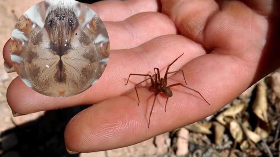 ¿Aumenta la presencia de la araña violinista en temporada de lluvias? ¿Aumenta la presencia de la araña violinista en temporada de lluvias?