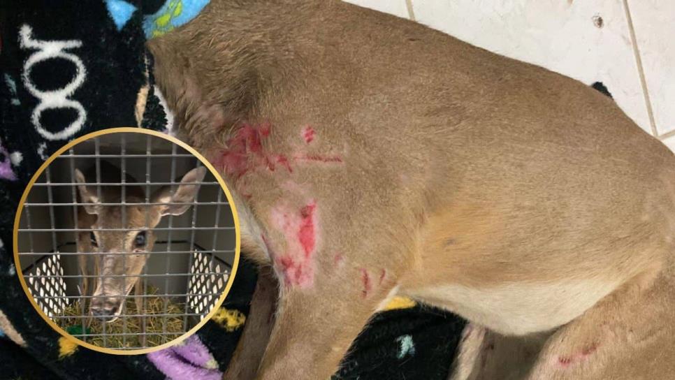Venadita herida llega al Gran Acuario Mazatlán: al aparecer fue agredida por perros Venadita herida llega al Gran Acuario Mazatlán: al aparecer fue agredida por perros