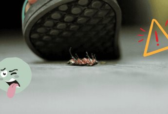 ¿Pisaste una cucaracha? No lo vuelvas a hacer por esta razón