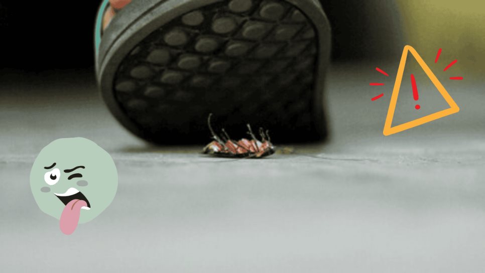 ¿Pisaste una cucaracha? No lo vuelvas a hacer por esta razón ¿Pisaste una cucaracha? No lo vuelvas a hacer por esta razón