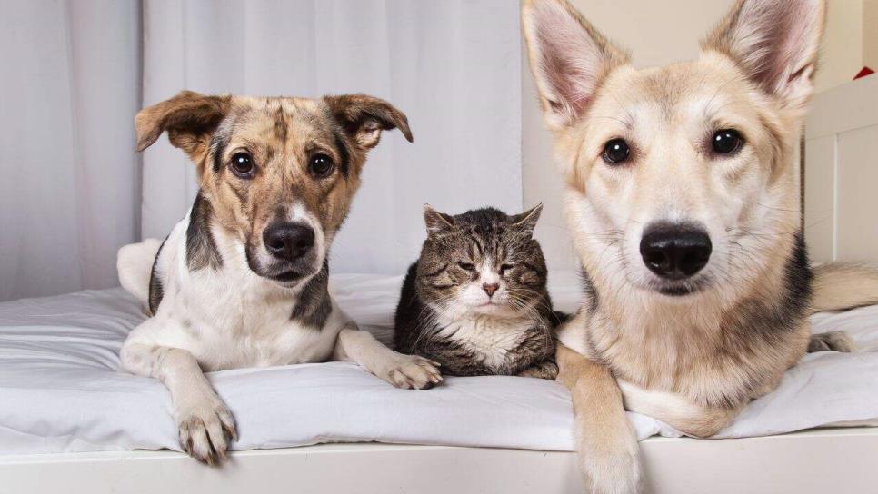 Este es el país que prohíbe los tatuajes en perros y gatos Este es el país que prohíbe los tatuajes en perros y gatos