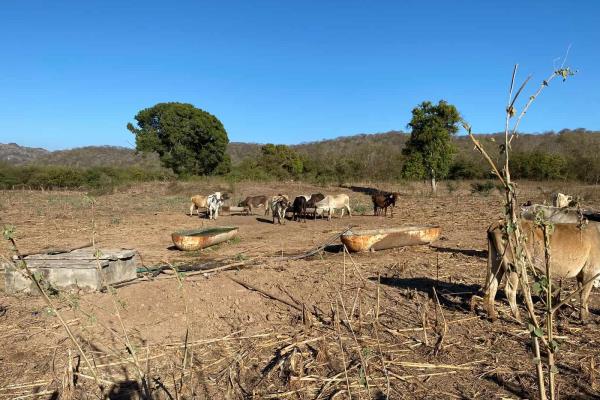 Sequía deja al menos 50 reses muertas en la zona rural de Mazatlán