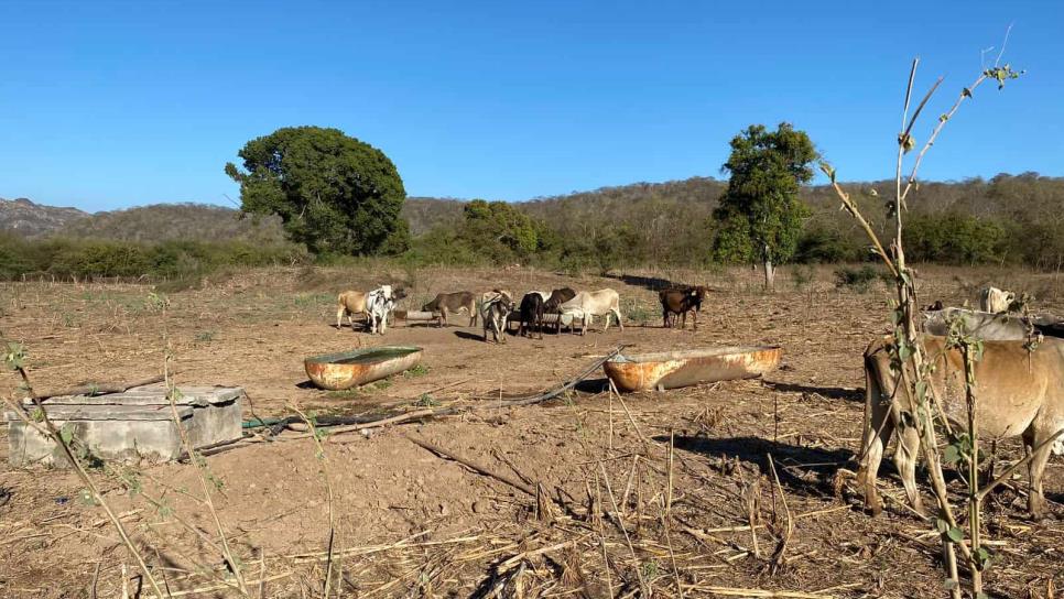 Sequía deja al menos 50 reses muertas en la zona rural de Mazatlán Sequía deja al menos 50 reses muertas en la zona rural de Mazatlán