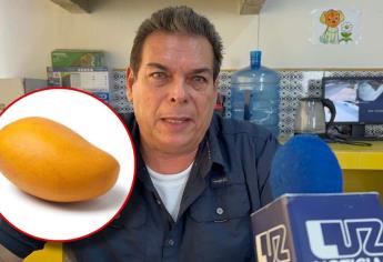 Arranca la cosecha mango en Ahome; la primera será de Ataúlfo