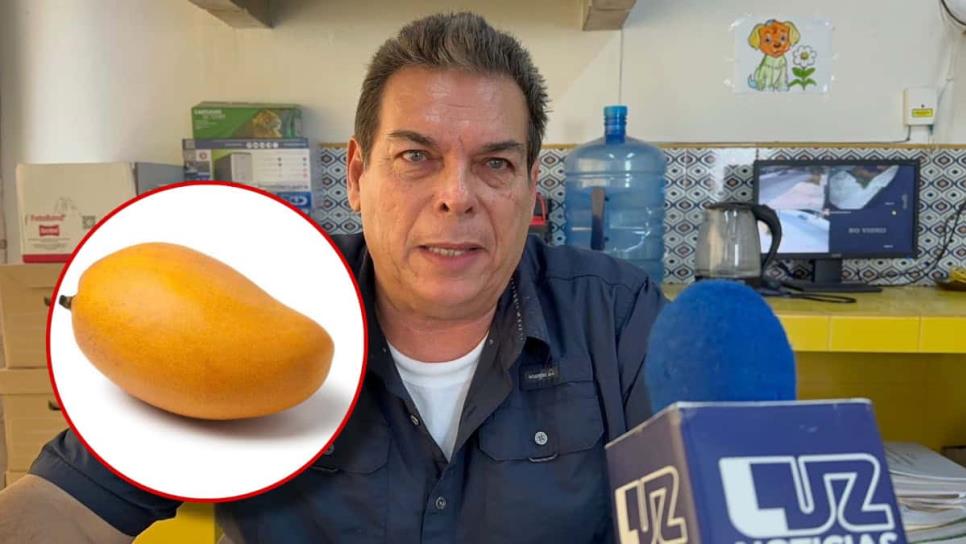 Arranca la cosecha mango en Ahome; la primera será de Ataúlfo Arranca la cosecha mango en Ahome; la primera será de Ataúlfo