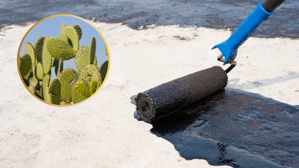 Impermeabilizante casero de la época prehispánica que aún funciona si lo aplicas Impermeabilizante casero de la época prehispánica que aún funciona si lo aplicas