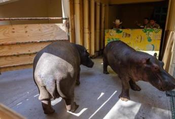 Crece la familia del Zoológico de Culiacán con la llegada de nuevos hipopótamos