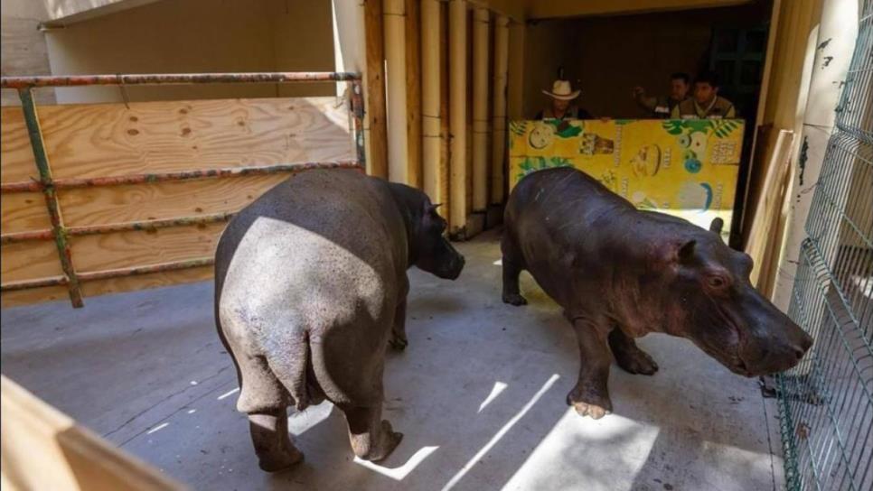Crece la familia del Zoológico de Culiacán con la llegada de nuevos hipopótamos Crece la familia del Zoológico de Culiacán con la llegada de nuevos hipopótamos