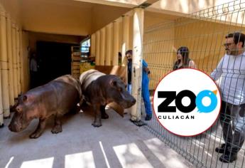 ¡Atención familias! Zoológico de Culiacán tendrá acceso gratuito para presentar a los nuevos hipopótamos