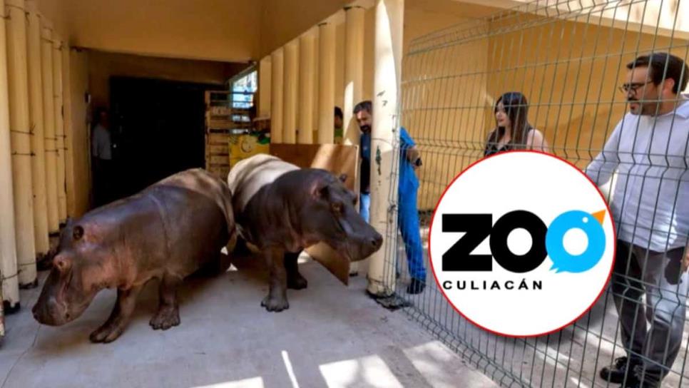 ¡Atención familias! Zoológico de Culiacán tendrá acceso gratuito para presentar a los nuevos hipopótamos ¡Atención familias! Zoológico de Culiacán tendrá acceso gratuito para presentar a los nuevos hipopótamos