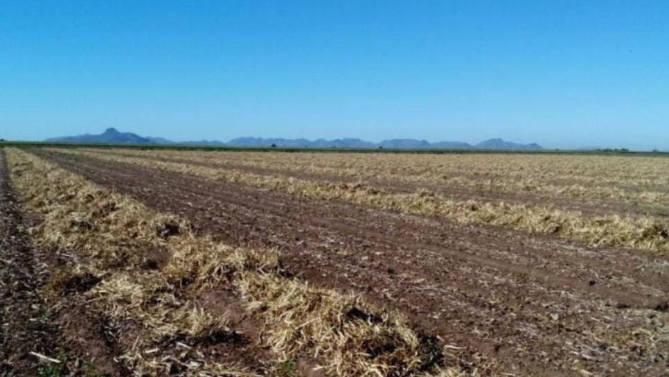 Inicia siembra de temporal en 9 municipios de Sinaloa Inicia siembra de temporal en 9 municipios de Sinaloa