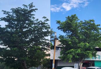 Este es el árbol que más abunda en las banquetas y parques de Los Mochis 