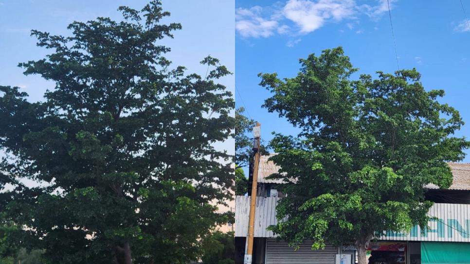 Este es el árbol que más abunda en las banquetas y parques de Los Mochis Este es el árbol que más abunda en las banquetas y parques de Los Mochis