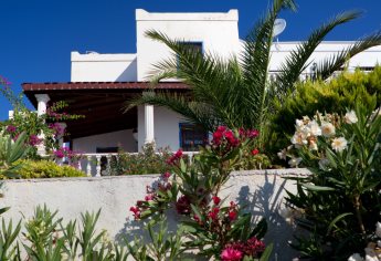 3 Plantas de origen sinaloense que embellecen y mantienen tu hogar fresco 