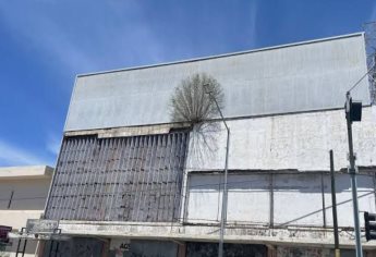 PC Ahome retirará árbol en instalaciones del antiguo edificio de “La Violeta”