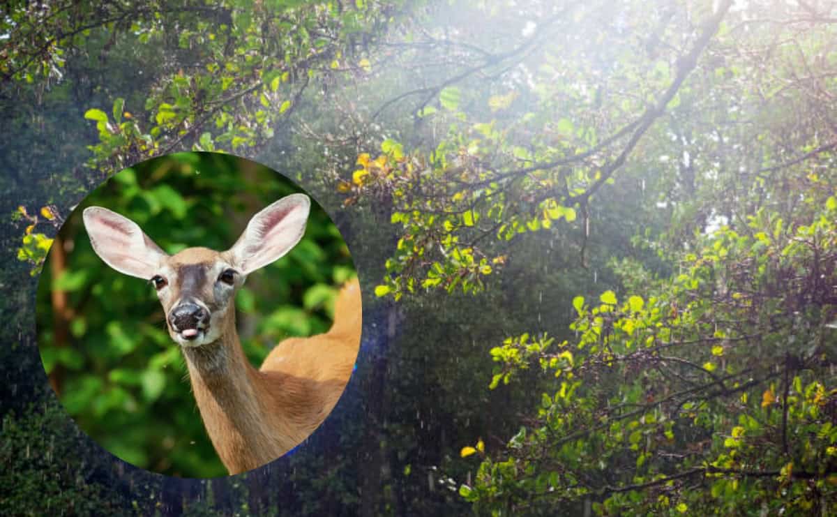 FOTO: “Está pariendo la venada”: ¿qué significa esta frase popular del norte de México?