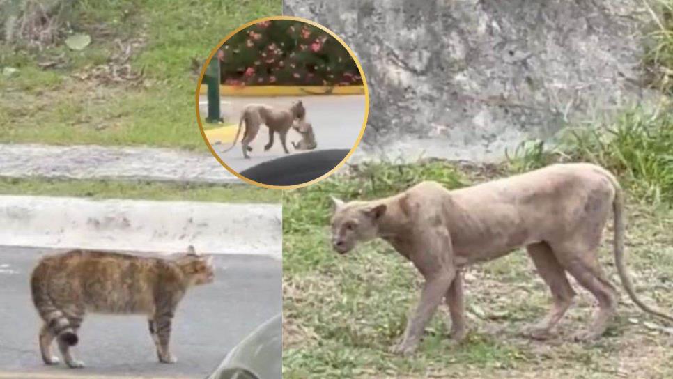 Puma deambula en calles de esta ciudad y no han podido atraparlo Puma deambula en calles de esta ciudad y no han podido atraparlo