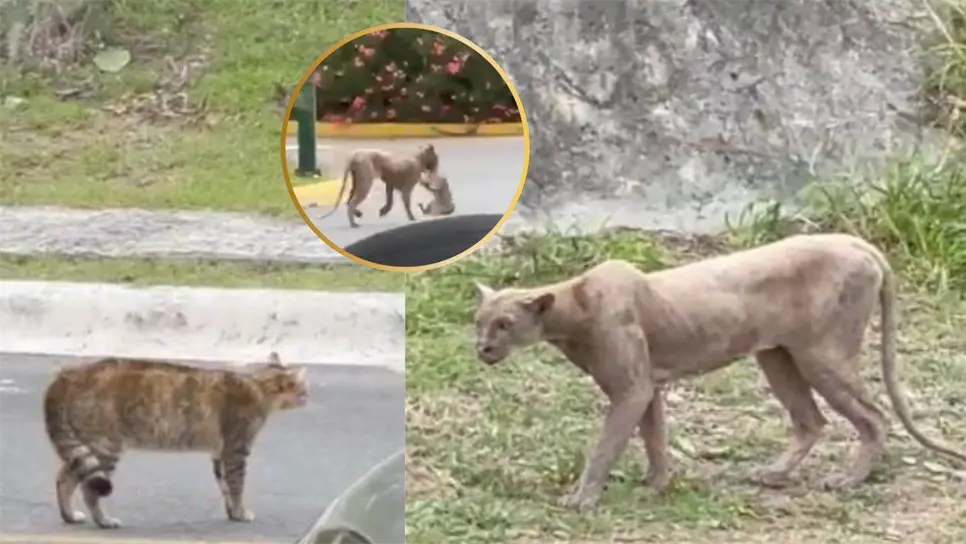 Es muy importante llamar al 911 para activar el protocolo de emergencia. FOTO: Luz Noticias.