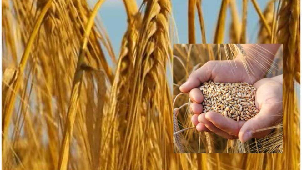 Productores del Carrizo exigen apertura urgente de ventanillas para comercialización del trigo Productores del Carrizo exigen apertura urgente de ventanillas para comercialización del trigo