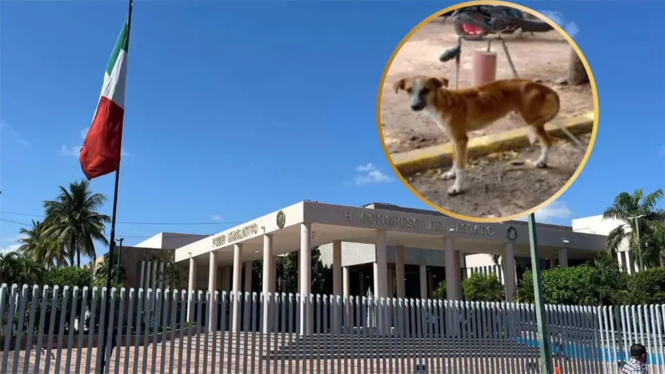 Aurelio es un perrito mestizo que fue abandonado a su suerte. FOTO: Luz Noticias.