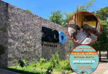 Zoológico de Culiacán tendrá acceso gratuito este sábado para presentar a los nuevos hipopótamos