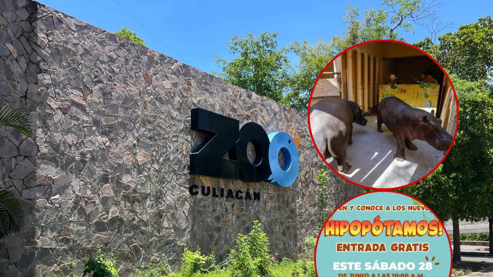 Zoológico de Culiacán tendrá acceso gratuito este sábado para presentar a los nuevos hipopótamos Zoológico de Culiacán tendrá acceso gratuito este sábado para presentar a los nuevos hipopótamos