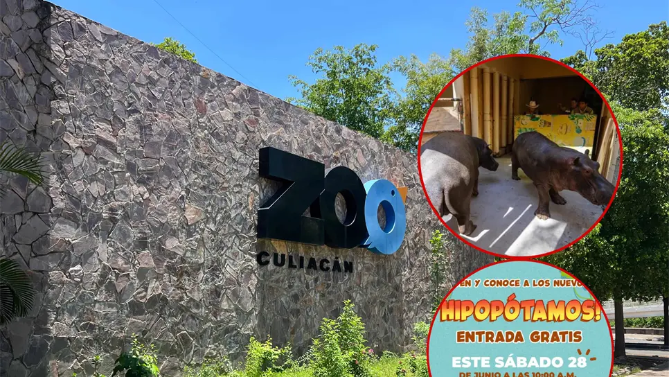 Zoológico de Culiacán tendrá acceso gratuito este sábado para presentar a los nuevos hipopótamos