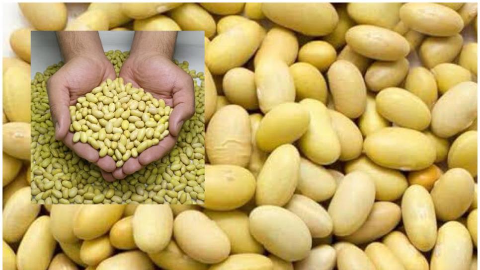Frijol azufrado se mantiene en $25 gracias a exitoso mecanismo de almacenamiento en Sinaloa Frijol azufrado se mantiene en $25 gracias a exitoso mecanismo de almacenamiento en Sinaloa