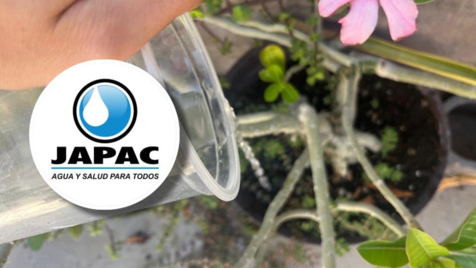 JAPAC: ¿Está prohibido regar tus plantas en el hogar ante sequía en Culiacán? JAPAC: ¿Está prohibido regar tus plantas en el hogar ante sequía en Culiacán?