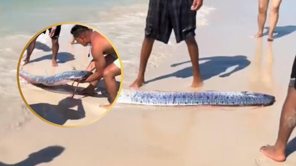 Pez Remo aparece en playa de La Paz, BCS y turistas lo regresan al mar | VIDEO Pez Remo aparece en playa de La Paz, BCS y turistas lo regresan al mar | VIDEO