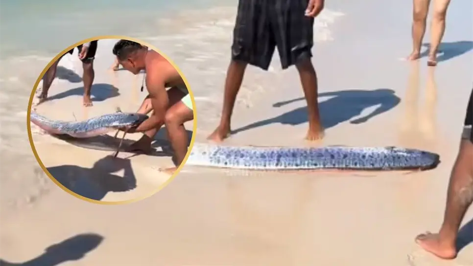 Los avistamientos de peces remo en la superficie son inusuales porque habitan en aguas profundas. FOTO: Luz Noticias.