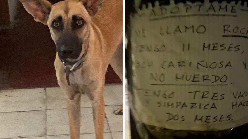 Amarrada a un árbol y con un letrero de "adóptame", así dejaron a "Roca", una perrita de 11 meses en Los Mochis