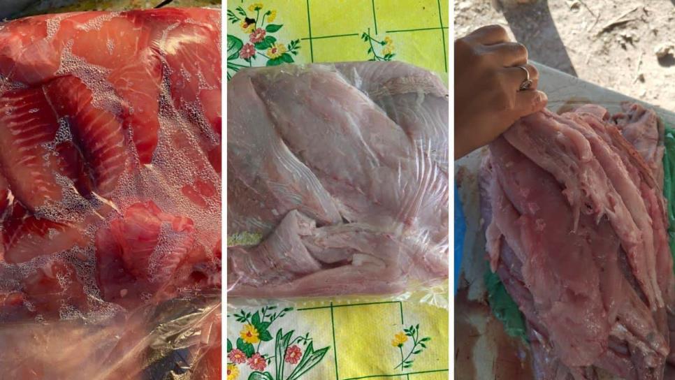 ¿Cuánto cuesta el kilo de dorado? El pez ideal para el ceviche en Sinaloa ¿Cuánto cuesta el kilo de dorado? El pez ideal para el ceviche en Sinaloa