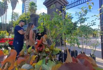 ¿Qué árboles nativos regalan en el Parque Sinaloa de Los Mochis?
