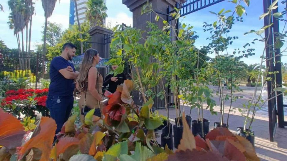 ¿Qué árboles nativos regalan en el Parque Sinaloa de Los Mochis? ¿Qué árboles nativos regalan en el Parque Sinaloa de Los Mochis?