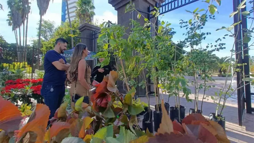 FOTO: ¿Qué árboles nativos regalan en el Parque Sinaloa de Los Mochis?