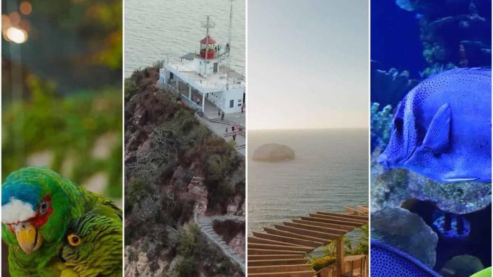 ¿Qué hacer estas vacaciones en Mazatlán? Aquí los atractivos turísticos imperdibles para toda la familia ¿Qué hacer estas vacaciones en Mazatlán? Aquí los atractivos turísticos imperdibles para toda la familia