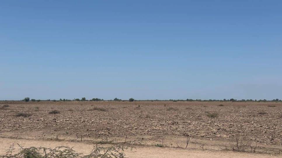 Productores de El Carrizo esperan lluvias para sembrar ajonjolí de temporal Productores de El Carrizo esperan lluvias para sembrar ajonjolí de temporal