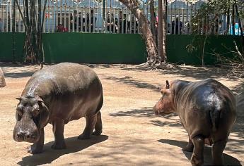 Zoológico de Culiacán presenta a dos nuevos hipopótamos en medio de una gran fiesta familiar