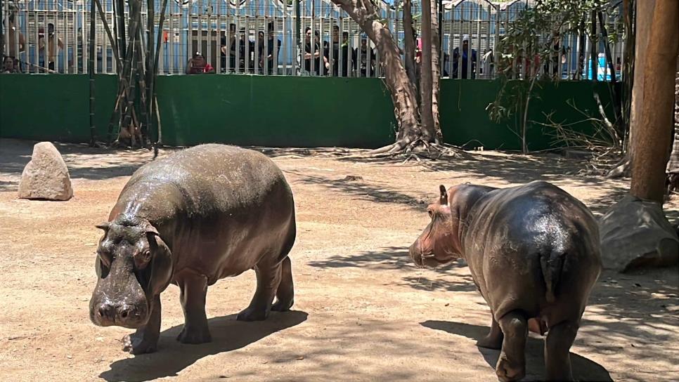 Zoológico de Culiacán presenta a dos nuevos hipopótamos en medio de una gran fiesta familiar Zoológico de Culiacán presenta a dos nuevos hipopótamos en medio de una gran fiesta familiar