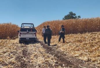 Trillaban maíz y hallaron una osamenta en una parcela del ejido 5 de Mayo, Ahome